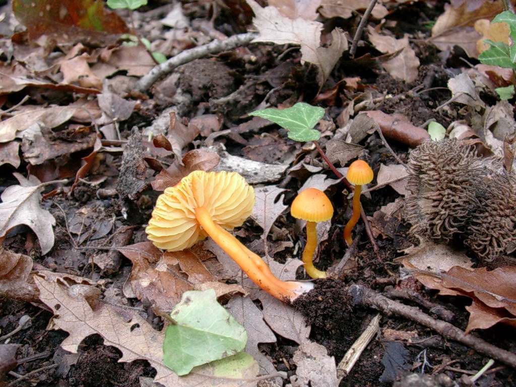 1808 Novembre vecchio ritrovamento